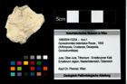 Foto (Objekt + Etikett) von Goniodromites bidentatus (Reuss, 1859)  (NHMW-GEO-1990-0041-3254)